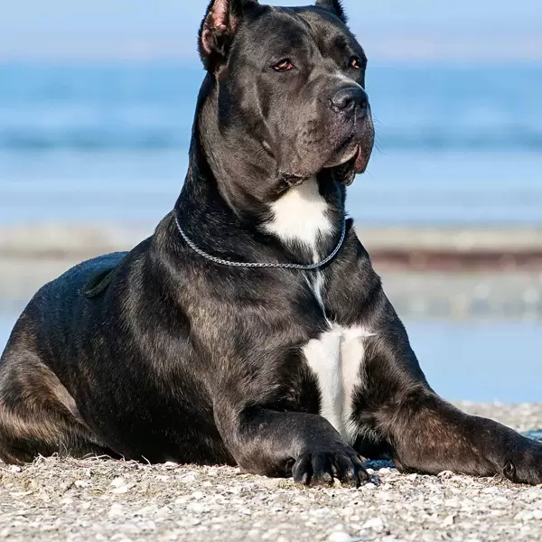Cane Corso Puppies