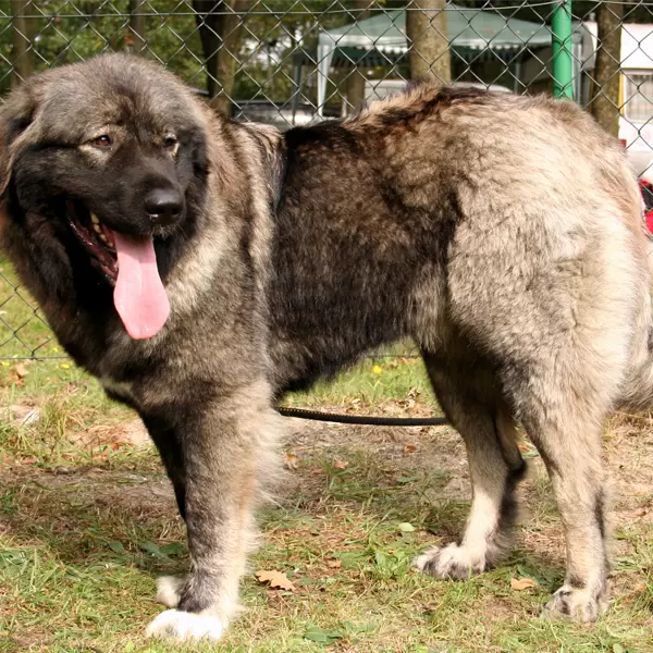 Caucasian Shepherd Dog
