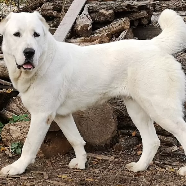 Central Asian Shepherd Dog