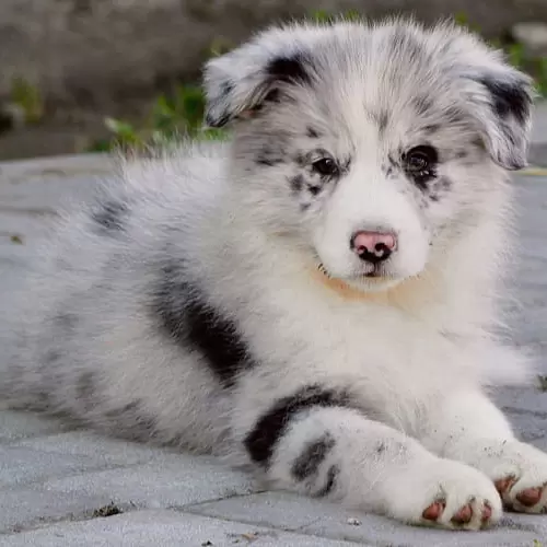 Collie Puppies