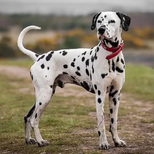 Dalmatian Puppies
