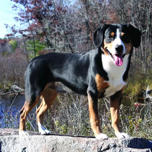 Entlebucher Mountain Dog