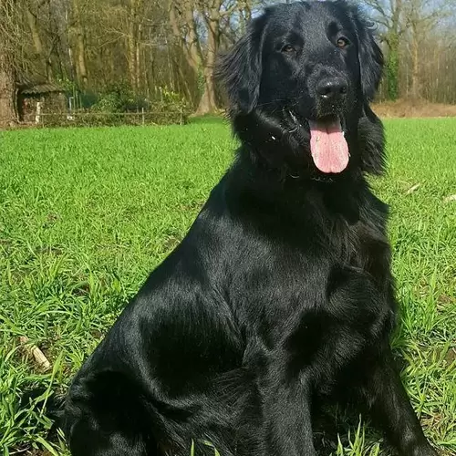 Flat-coated Retriever Puppies