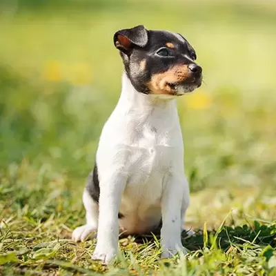 Fox Terrier Puppies