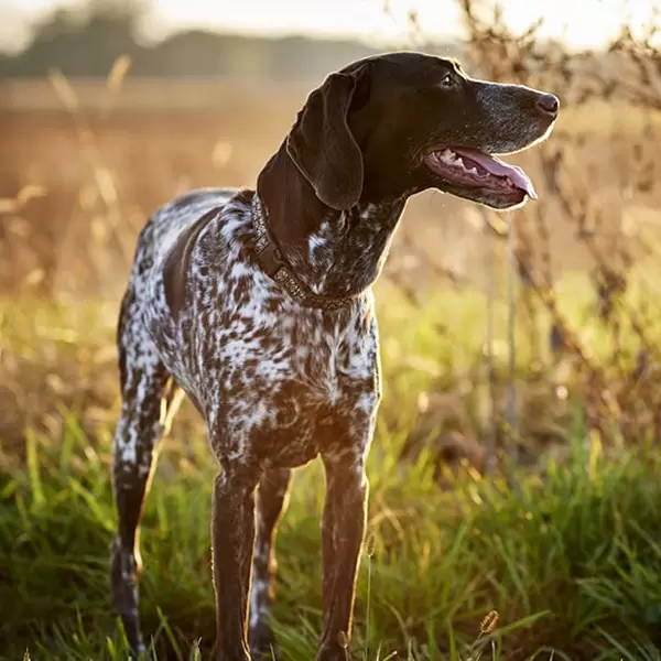 German Shorthaired Pointer