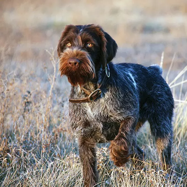 German Wirehaired Pointer