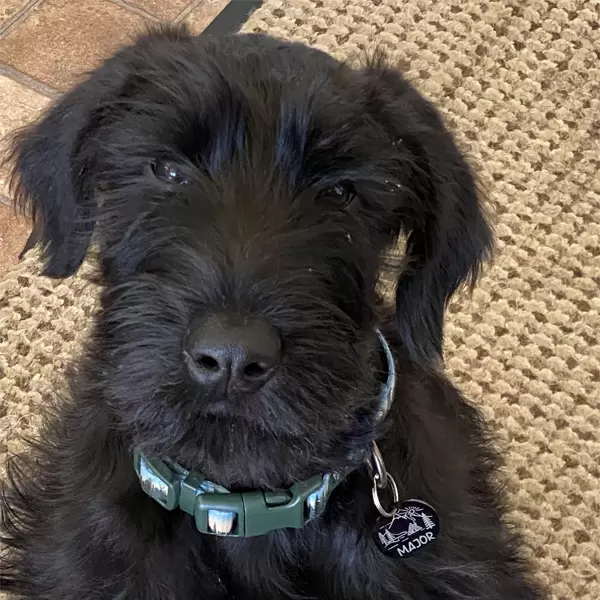 Giant Schnauzer Puppies