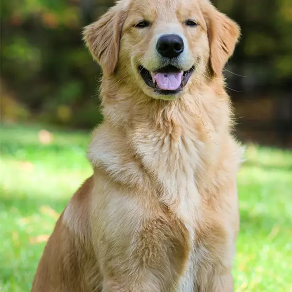 Golden Retriever Puppies