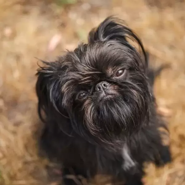 Griffon Puppies