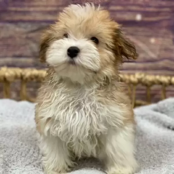 Havanese Puppies
