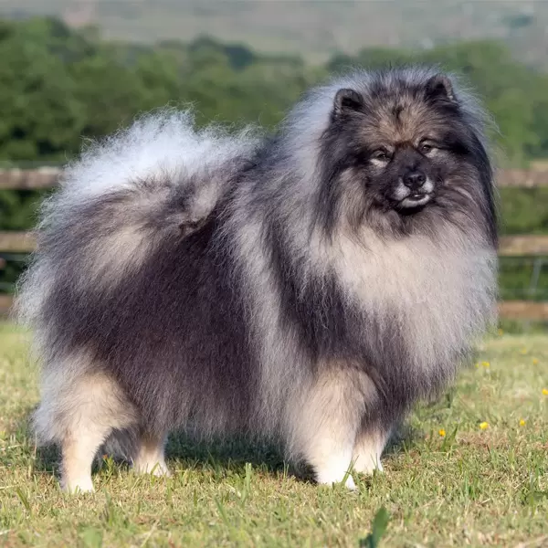 Keeshond (Wolfspitz) Puppies