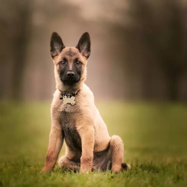 Malinois Puppies