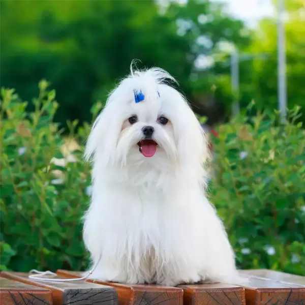 Maltese Puppies