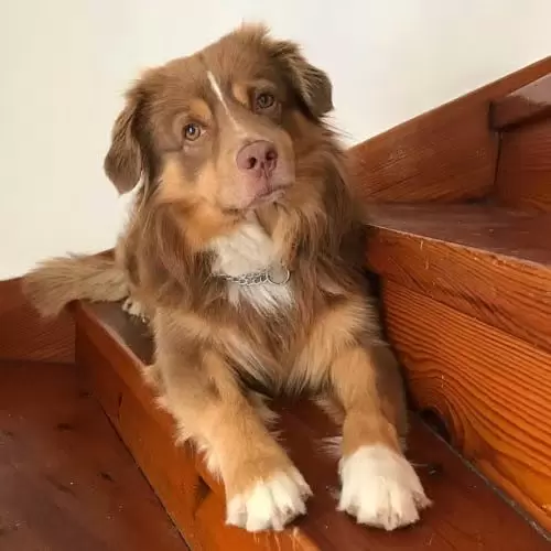 Miniature American Shepherd Puppies