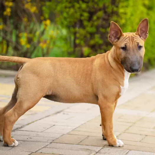 Miniature Bull Terrier Puppies