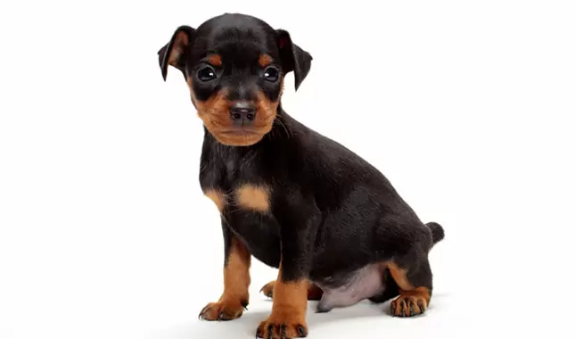 Miniature Pinscher (Min Pin) Puppies