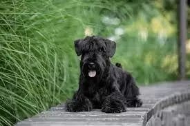 Norwich Terrier Puppies