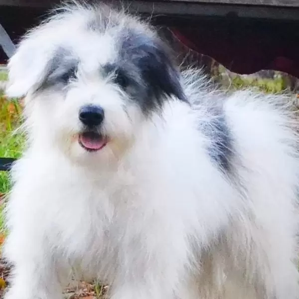 Odis Puppies