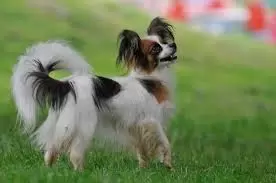 Papillon (Continental Toy Spaniel) Puppies