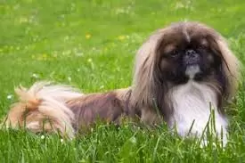 Pekingese Puppies