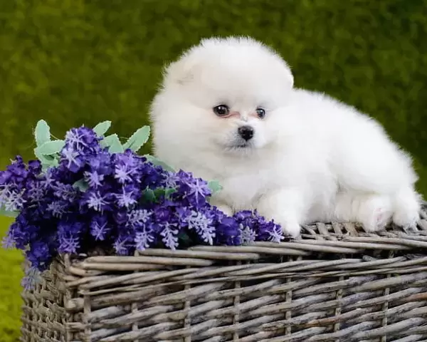 Pomeranian Puppies