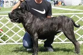 Presa Canario (Canary Mastiff)