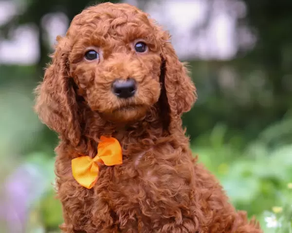 Poodle Puppies