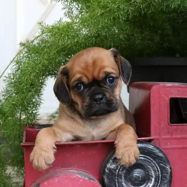 Pug Puppies