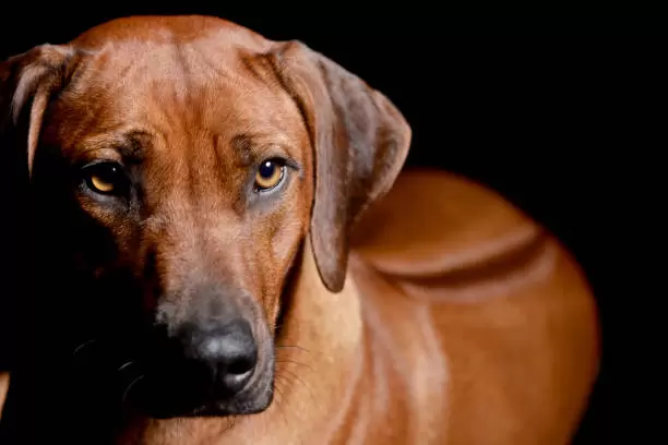 Rhodesian Ridgeback Puppies
