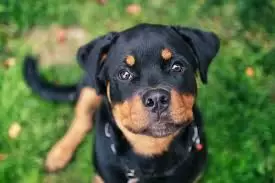 Rottweiler Puppies