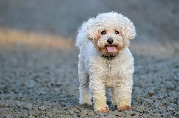 Russian Coloured Bichon Puppies