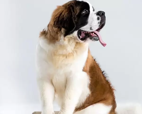 Saint Bernard Puppies