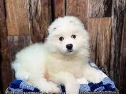 Samoyed Puppies