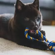 Schipperke Puppies