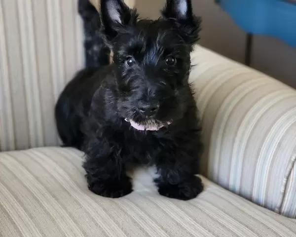 Scottish Terrier Puppies