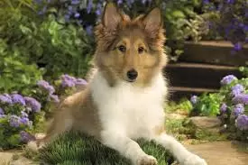 Shetland Sheepdog (Sheltie) Puppies