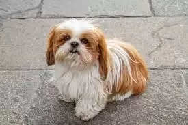 Shih Tzu Puppies