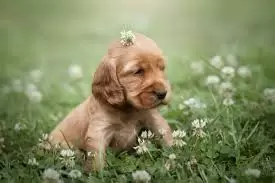 Spaniel Puppies