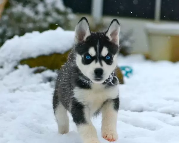 Siberian Husky Puppies