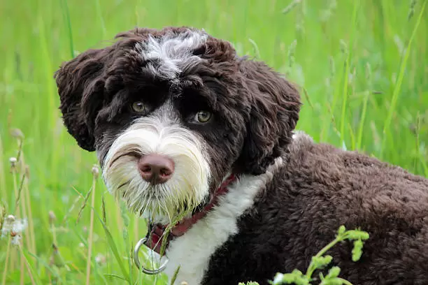 Spanish Water Dog Puppies
