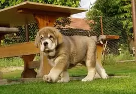Spanish Mastiff (Mastín Español) Puppies