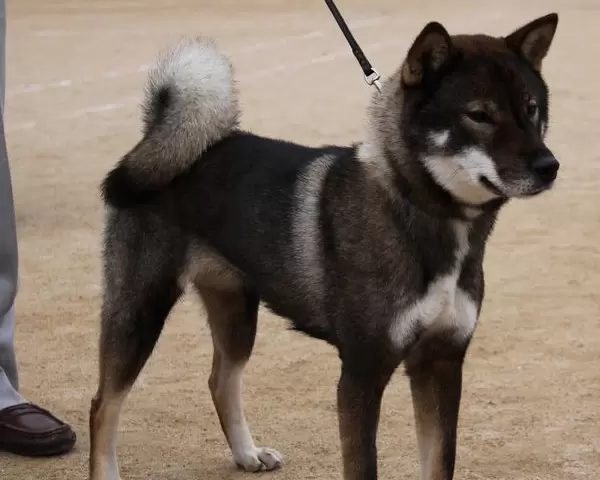 Shikoku Puppies