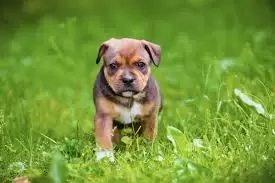 Staffordshire Bull Terrier Puppies