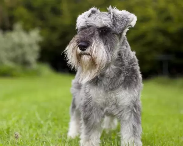 Standard Schnauzer Puppies