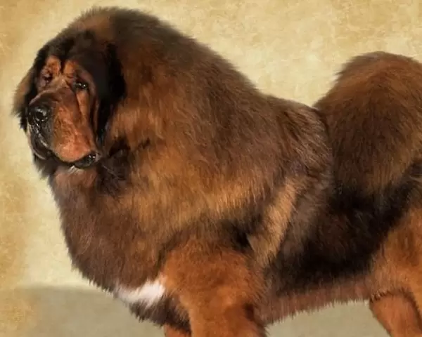 Tibetan Mastiff Puppies