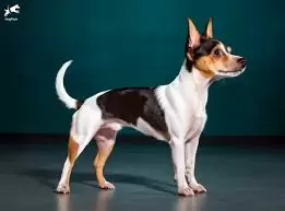 Toy Fox Terrier Puppies