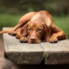 Vizsla (Hungarian Pointer) Puppies