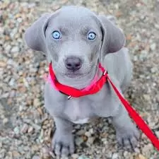 Weimaraner Puppies