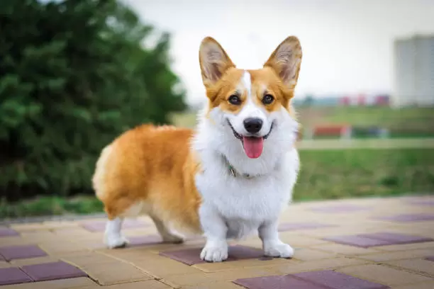 Welsh Corgi Puppies