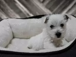 West Highland White Terrier Puppies